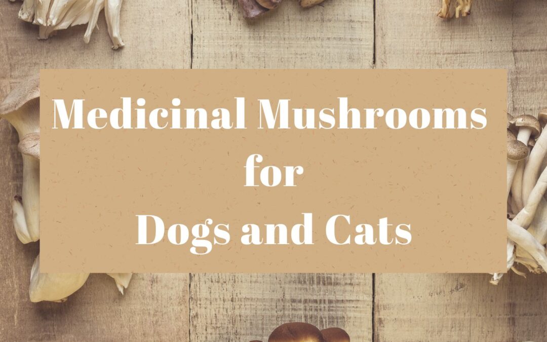 Mushroom Guide